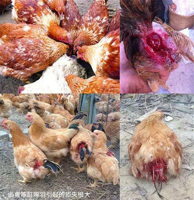 �������Ӽ�