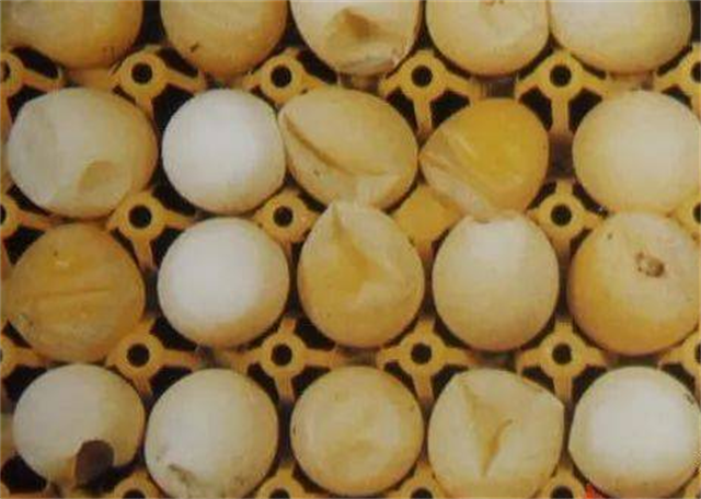 ΢��Ԫ�ضԵ���������Ӱ��