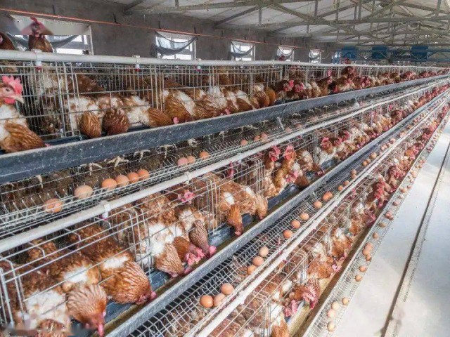 Ԥ��������Ӧ��