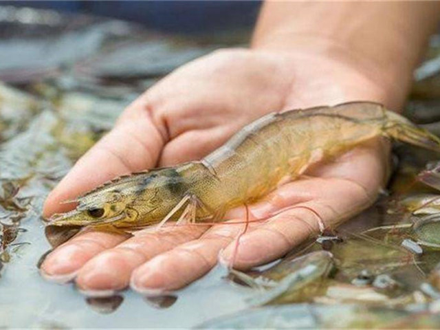 ��Ϻ����