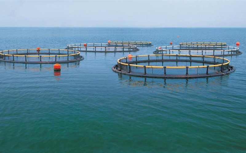 ��ֳ�����׶�Ϻ����Ҫ��