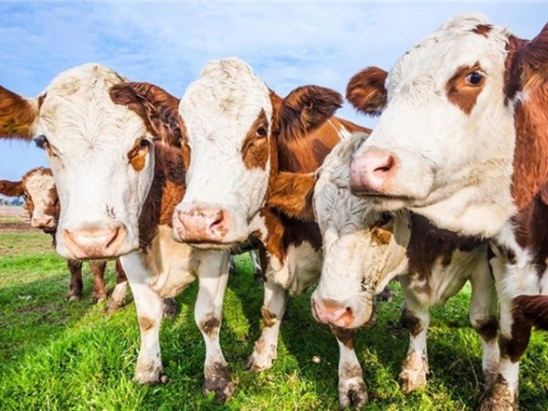 �������Ӽ�