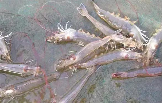 ��ϺӦ��Σ��