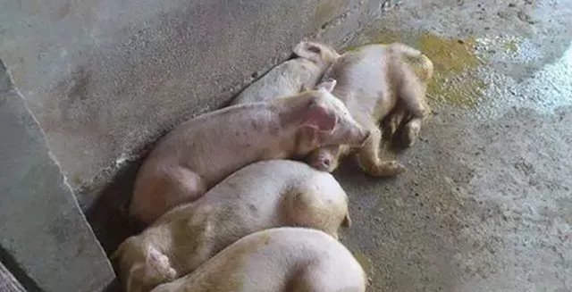 ����������������к֢״