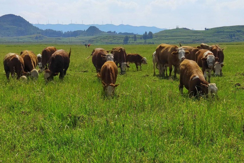 ������ţ��������Ҫ��