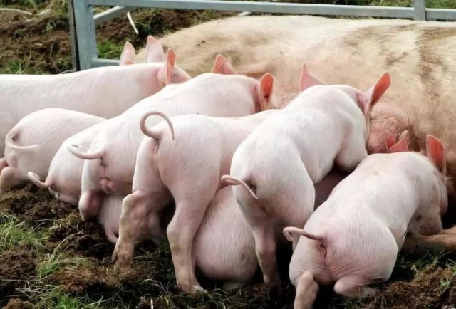 ĸ������̱����ô����