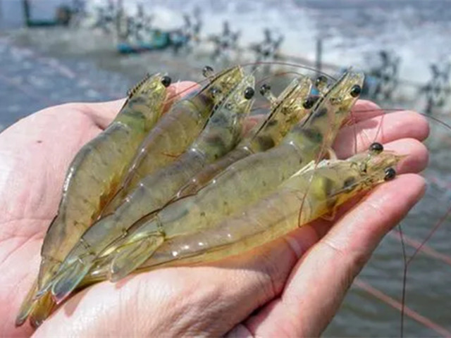 ��Ϻ�ɿǹ���