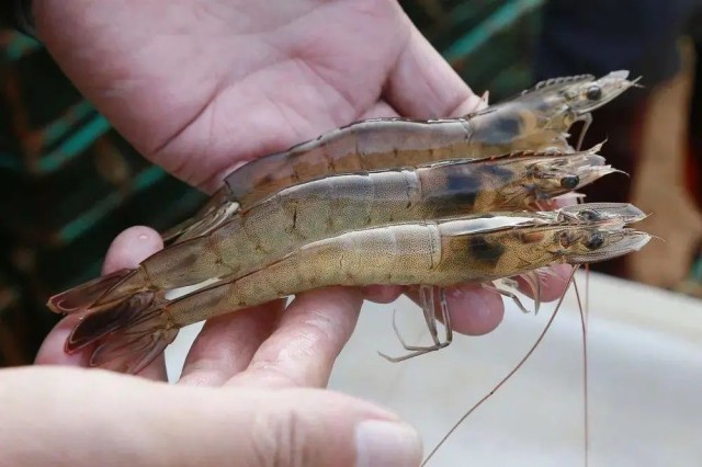 ΢��Ԫ��ȱ���Զ�Ϻ��Ӱ��