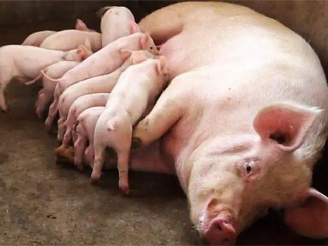 ����������ĸ����Ӱ��