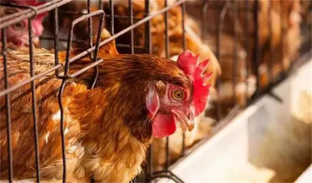 ������Ӧ��������