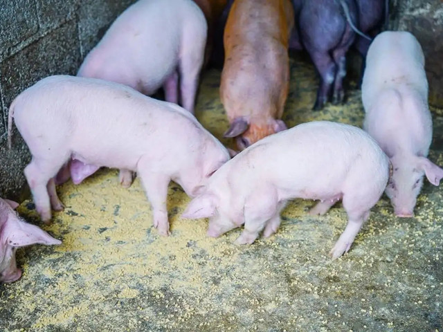 �����׶�����Σ��