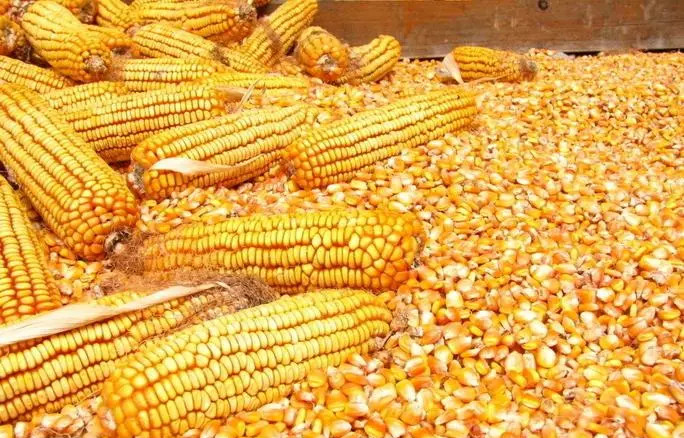 �����׶�����Σ��