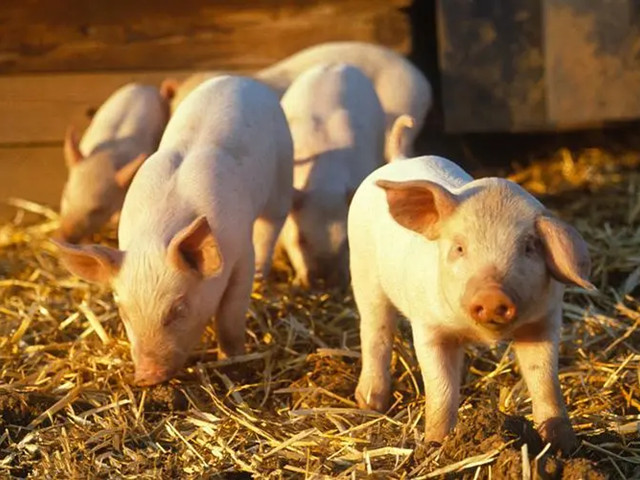 ���������ٶ�����ô��