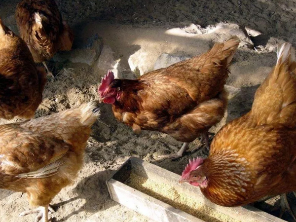 �����������½���ô�������ŵ����������Ӽ�������������