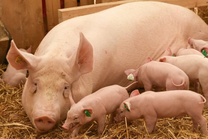 ĸ������