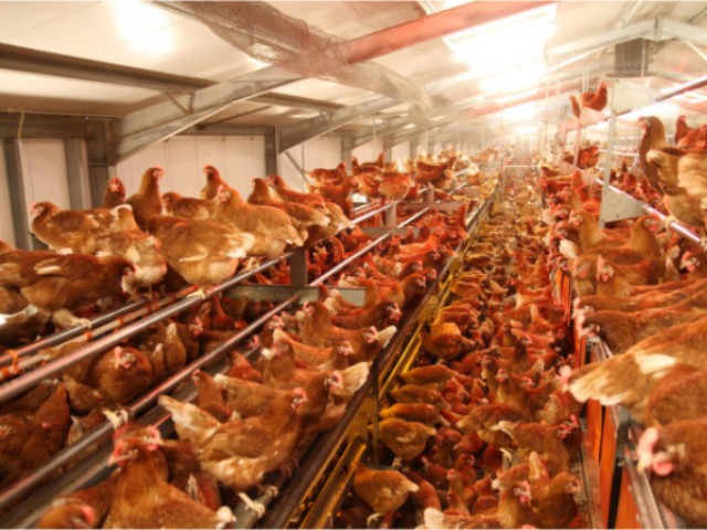 ������Ӧ��������������