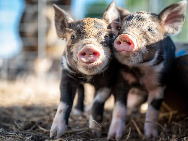 �������������������н�����������Ҫ�μ��⼸������Ҫ�㣡