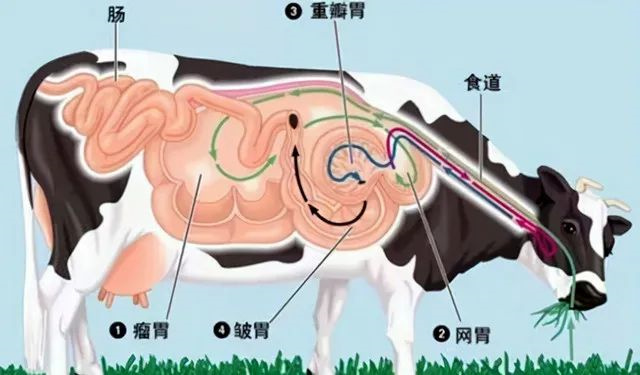 ţ��θ���ṹͼ