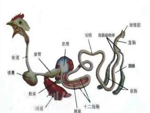 �����������ͼ