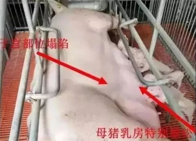 �ж�ĸ���Ƿ�����2����������