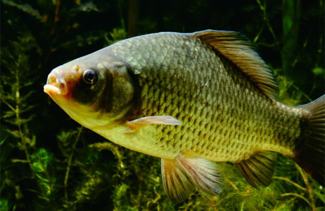 �������Ӽ�