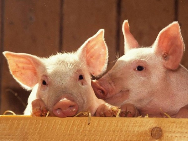 ��������������ֳ�е�Ӧ��