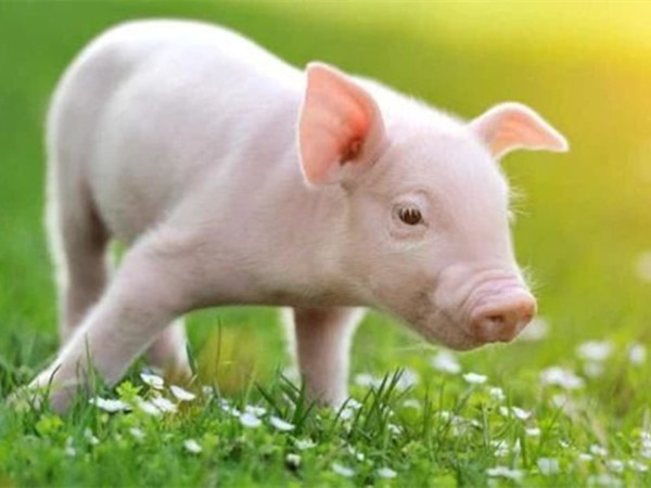 �������Ӽ�