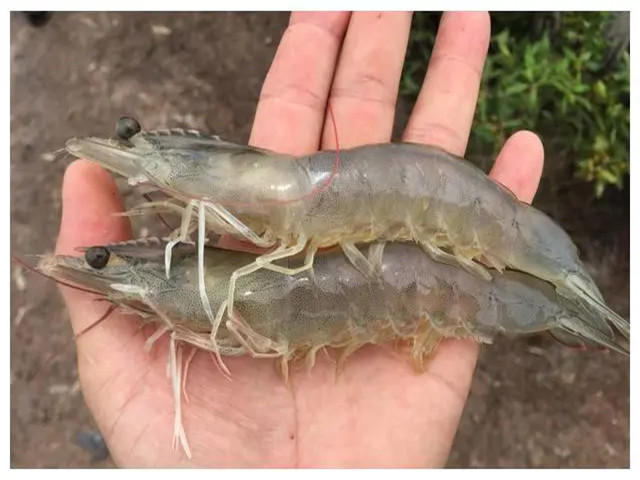 ��Ϻ��ֳʲôʱ����Ҫ��������Щ��Ϻ����Ҫ��һ��Ҫ�ղأ�