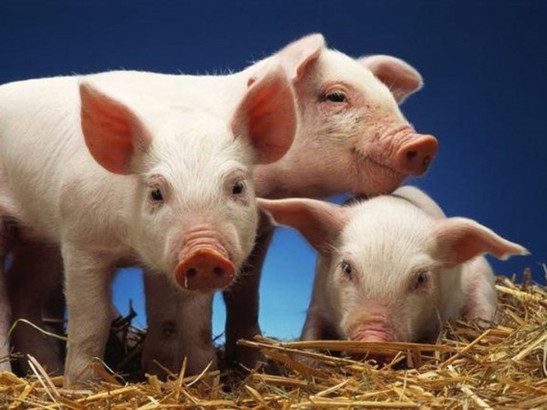 ȫ�����������΢��Ԫ�ضԶ��｡���Ķ��ع��ף�